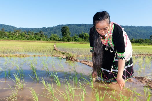 Work in the rice field,Hmong in traditional costume in Laos