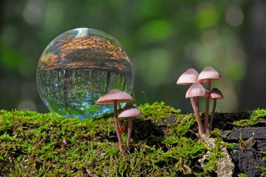 Forest walk