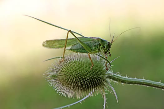 Tettigonia viridissima