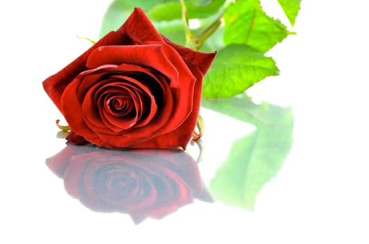 A single red rose and its reflection