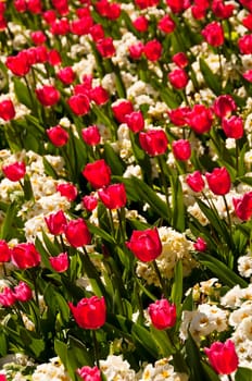 Red tulips and white flowers