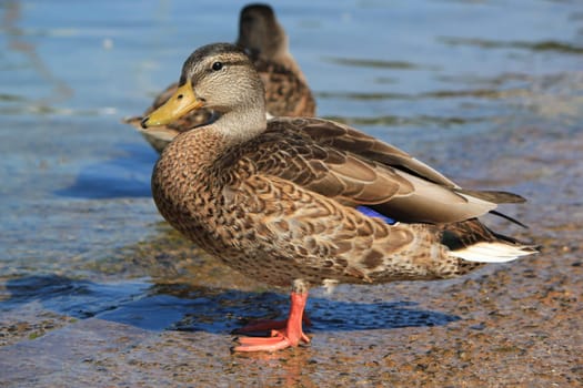 Female mallard duck standing next to the waterlake by sunset, Geneva, Switzerland