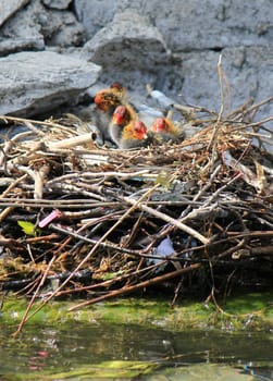 Black and red little ducklings in the nest next to a wall and the waterlake