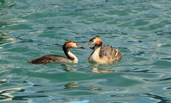 Couple of two great crested grebe in front of each other and floating on blue water of lake of Geneva, Switzerland