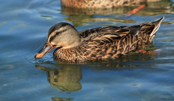 Female mallard duck floating on the waterlake by sunset, Geneva, Switzerland