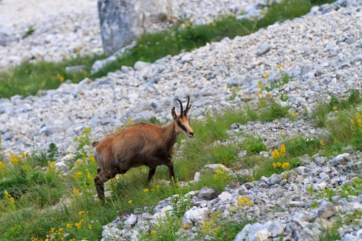 chamois (Rupicapra Carpatica) who goes on a mountain