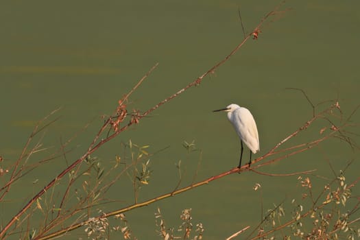 Little egret (Egretta garzetta) standing on a branch