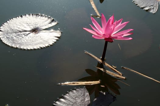Beautiful pink lotus flower with shiny floating leaves