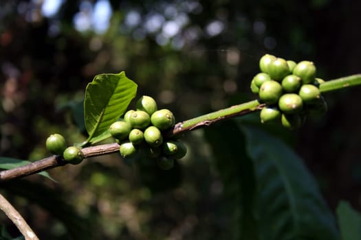 Bunch of raw, green, unripe coffee beans