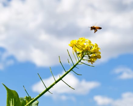Spring day with blue sky rain clouds and bee pollinating flowers