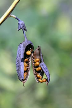 Largeleaf wild indigo (White wild indigo)