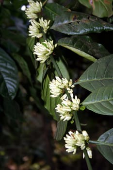 Row of white coffee flowers from which beans will emerge