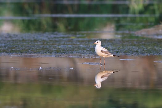 reflection on the lake a beautiful seagull