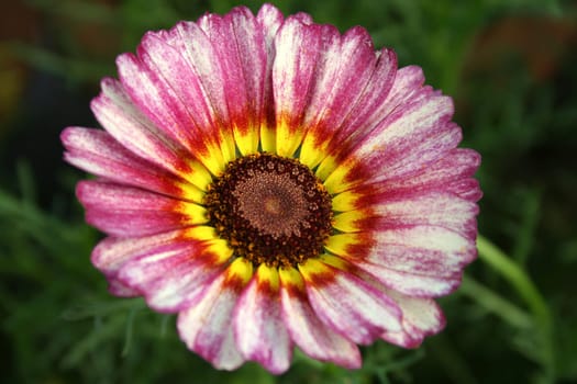 Beautiful arrangement of floral petals in yellow, red and pink concentric circles