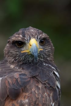 Desert Buzzard