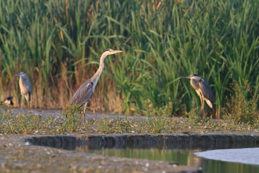 grey heron (ardea cinerea) standing on a lake