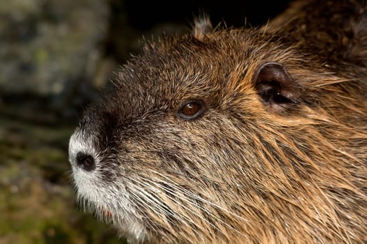 Coypu