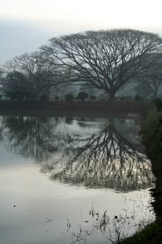 Reflection of trees in placid water result in interesting design