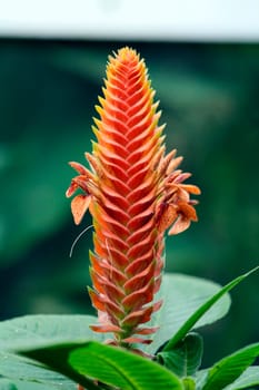 The american tropical flowering plant Aphelandra Fuscopunctata Markgr. Family Acanthaceae.