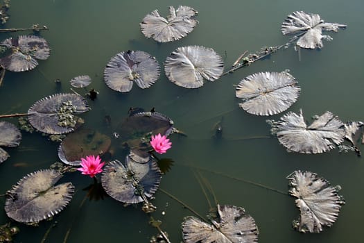 Two pink lotuses with floating leaves in a pond