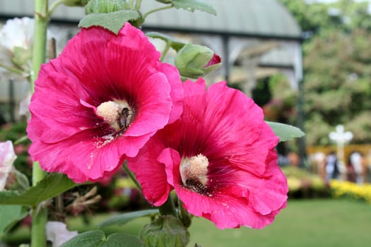 Pair of pink hibiscus flowers with honey bees and white pollen dust