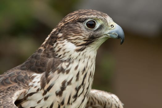 The Laggar Falcon