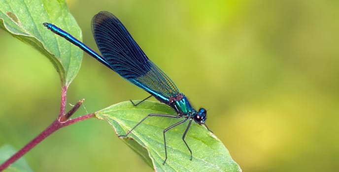 Banded Dragonfly Male