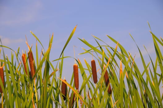 Cattail