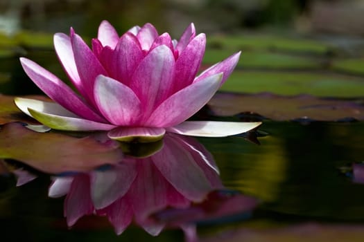 Water lily