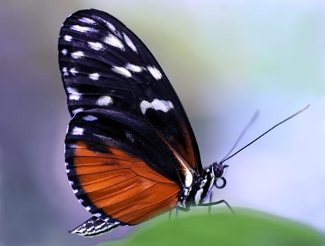 Heliconius hecale