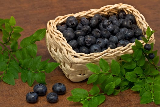 Blueberries - blueberries ...
