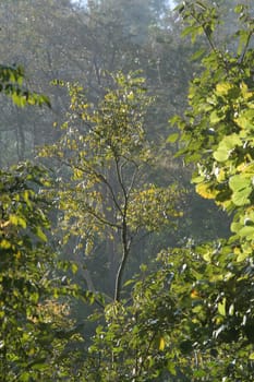 Hues of bright yellow-green leaves bathed morning sunlight