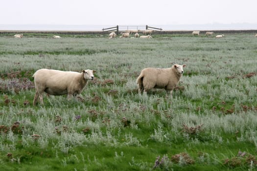 On the Hallig