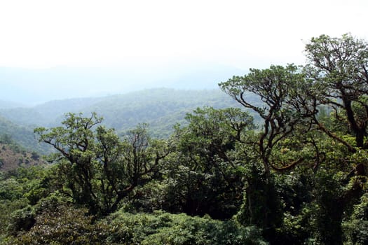 Forest covered with lofty, lush, green trees