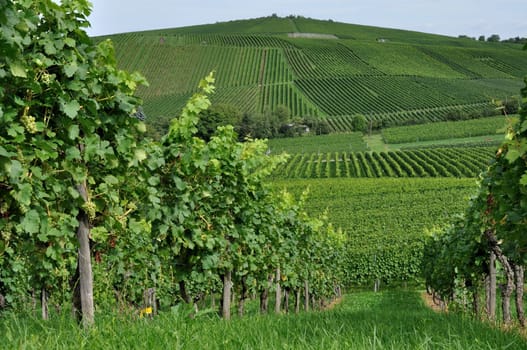 hilly vineyard #3, baden