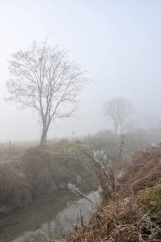 frosty shurbs near foggy ditch