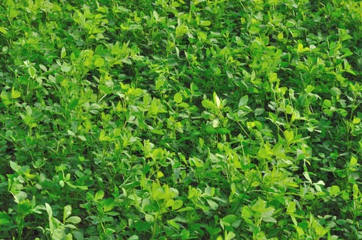 cloverleaf in field #1, emilia