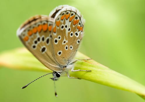 Blue Aricia eumedon