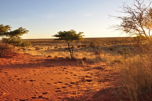 sunset on red dunes, kalahari