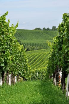 hilly vineyard #9, baden