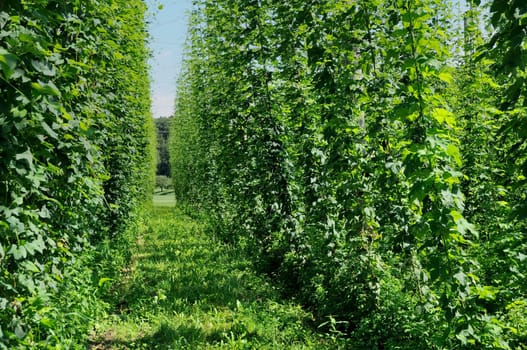 hops plantation #3, baden
