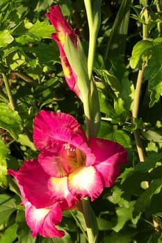 Gladiolus Flower