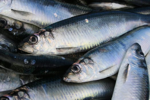 Herring