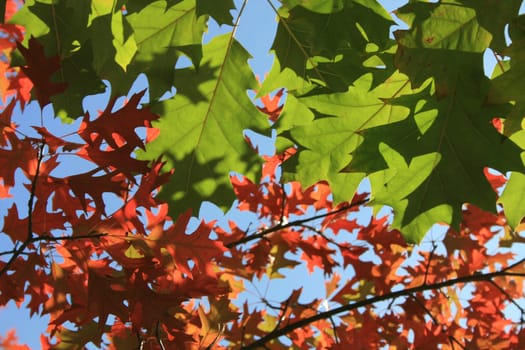 (Fall foliage) or (fall leaves) or (autumn leaves)