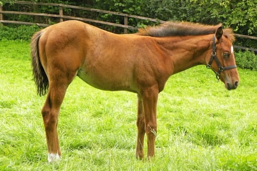 Foal in the pasture
