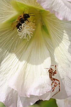 The danger in bloom