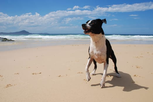 Oscar on the beach