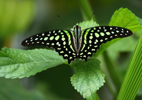 Neon Swift Butterfly