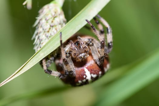 Cross spider