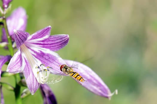 flying small wasp on blossom bell with blurred background